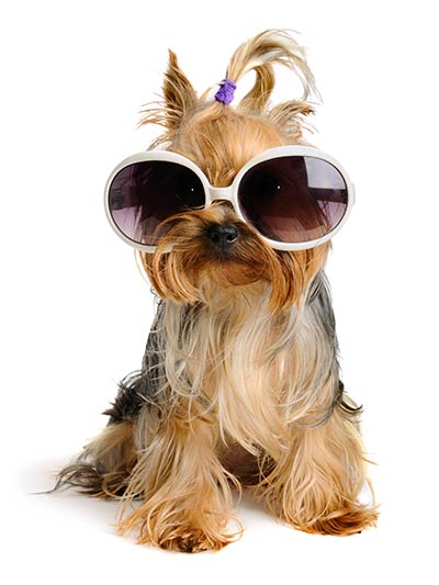 Yorkie with Sunglasses