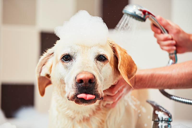 Dog Sticking Out Tongue