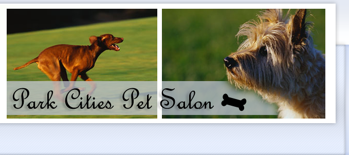 Dog Grooming Highland Park Dallas Dog Grooming Highland Park Dallas